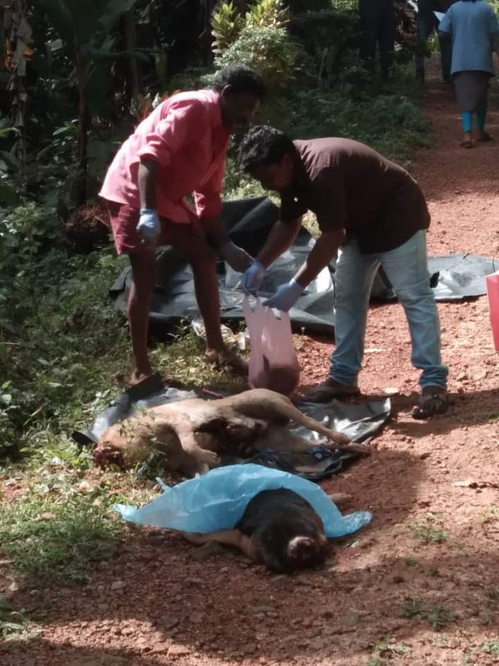 Kerala is at it again! State gives permission to kill wild boars that were only scavenging food to survive. now relentless on killing innocent dogs for no fault. @PMOIndia @CMOKerala @BJP4Keralam @HSIGlobal @Manekagandhibjp @TheKeralaPolice @pfaindia @PRupala @gauri_maulekhi