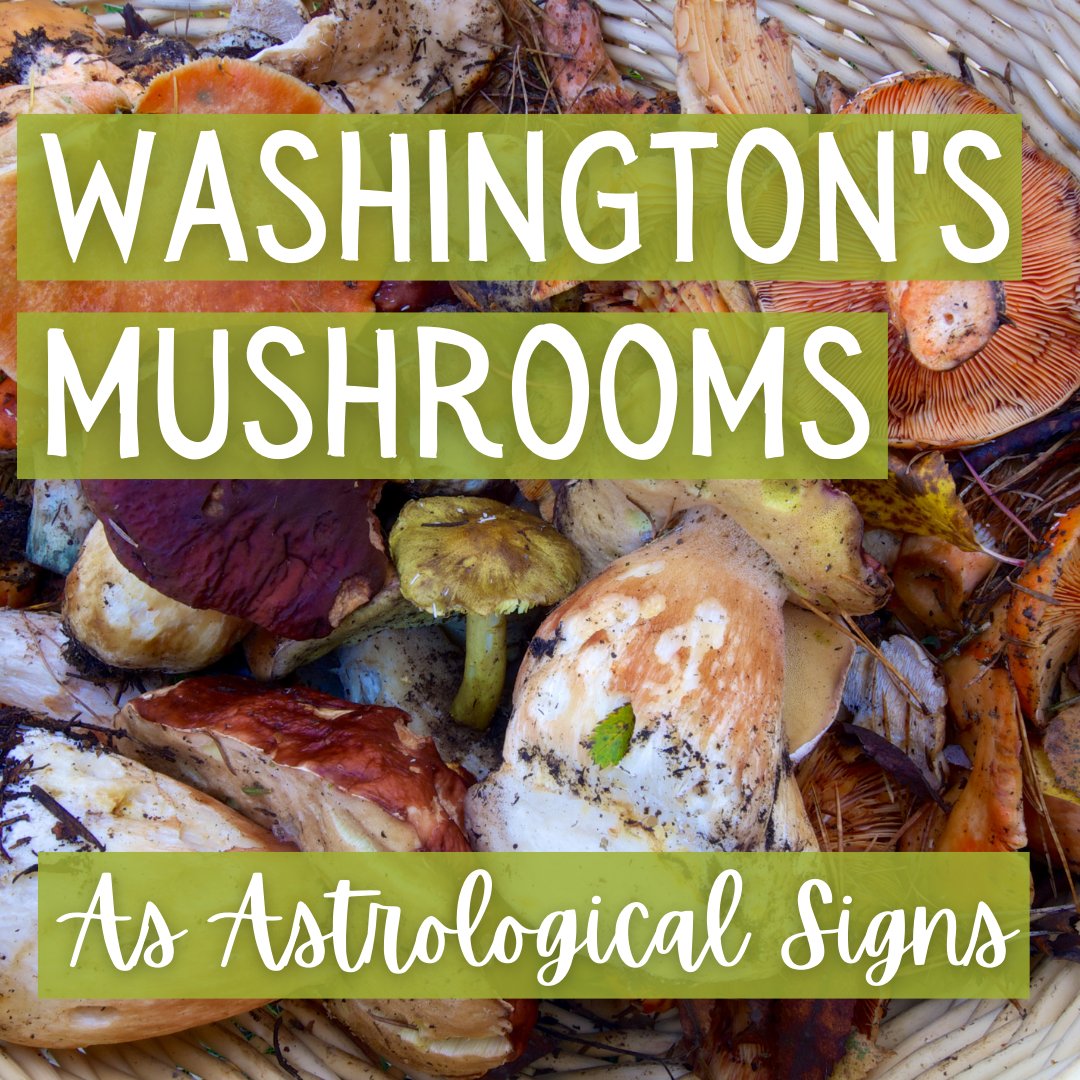 waDNR's tweet photo. Do you ever catch yourself wondering "what kind of mushroom would I be? am I toxic? am I imbued with healing properties? do I taste like fried chicken?" Ok, we'll tell you https://t.co/Lr7VPzAOar