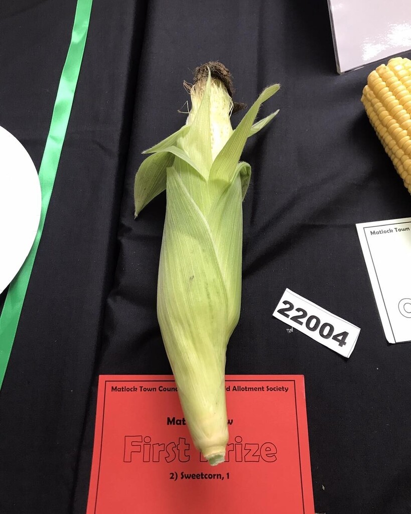 This beautiful sweetcorn won best vegetable  #matlockshow2022 #matlockshow #matlocktowncouncil #wellfieldallotments instagr.am/p/Cifn4oPI621/