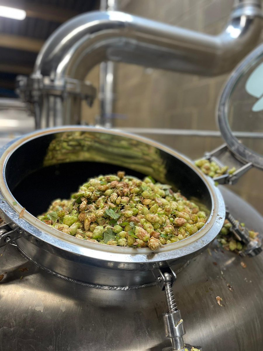 CellarHeadBrew's tweet image. We’ve got 150kg of gorgeous green hops available at the brewery! 🌱 Swing by to pick some up, take away, and have at home in the garden; plus, keep your eyes peeled for further details of our brand-new green hop Red Rye IPA, coming soon to the taproom...

#greenhops #localhops