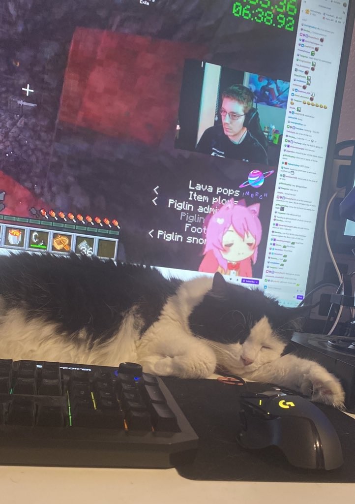 MCSR Cats tweet media