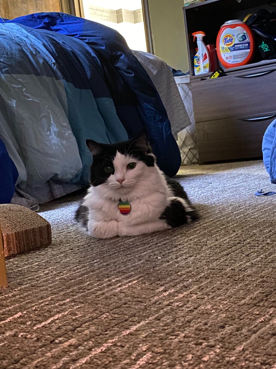 MCSR Cats tweet media