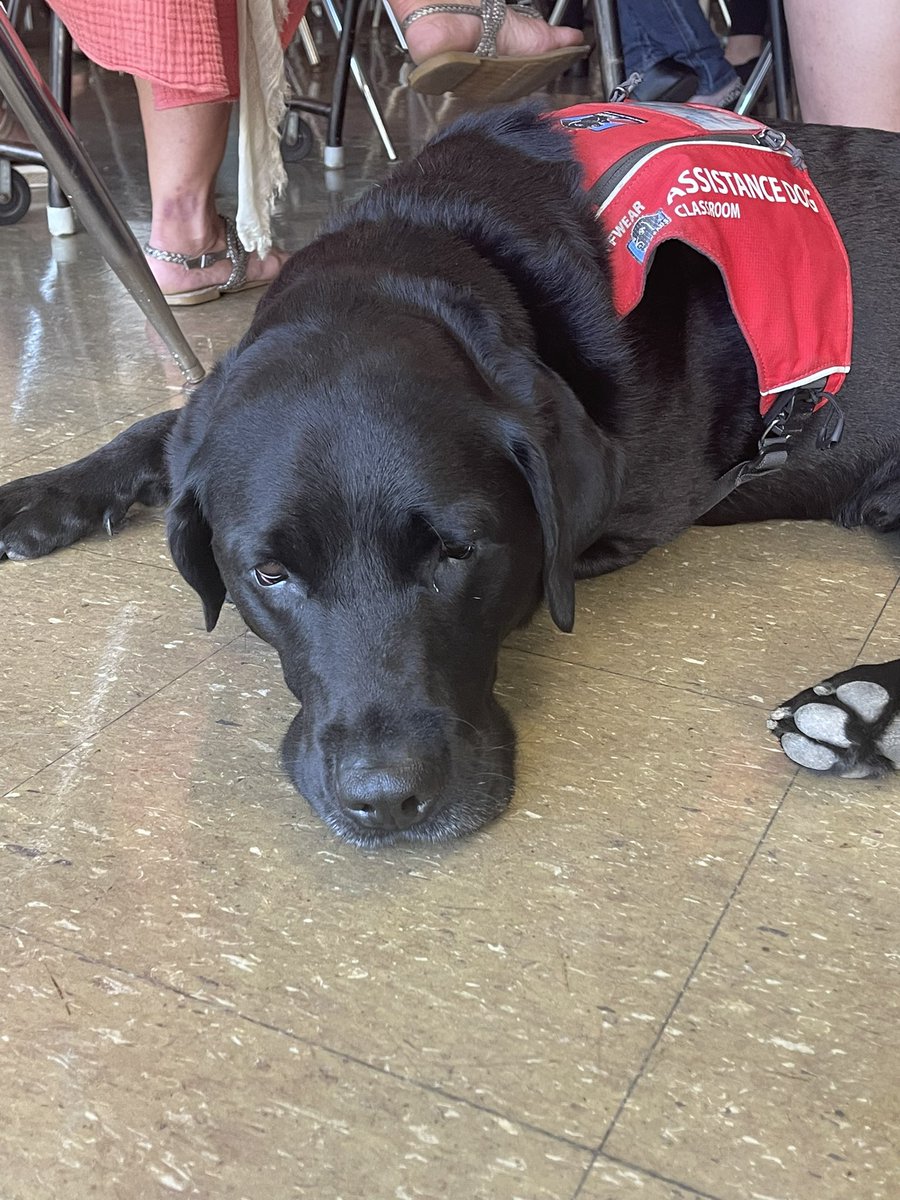 pps_edtech's tweet photo. Everyone is enjoying the Touchview Interactive Panel training with Ockers. Well, almost everyone 🐕‍🦺#Ockers #Touchview #EdTech https://t.co/OL5wMtgbXF