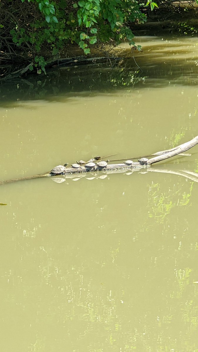 thefreefoodband's tweet photo. I think what The Doors meant to say was "Turtles on the log" https://t.co/sGJZBNdriv