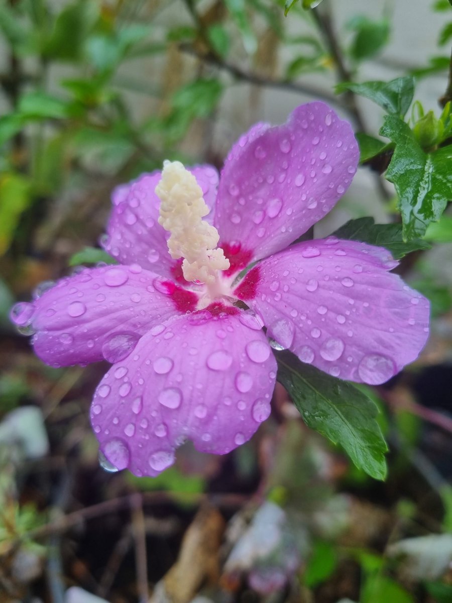 denisedevise201's tweet photo. Endlich Regen. https://t.co/8DPKft5Kf6
