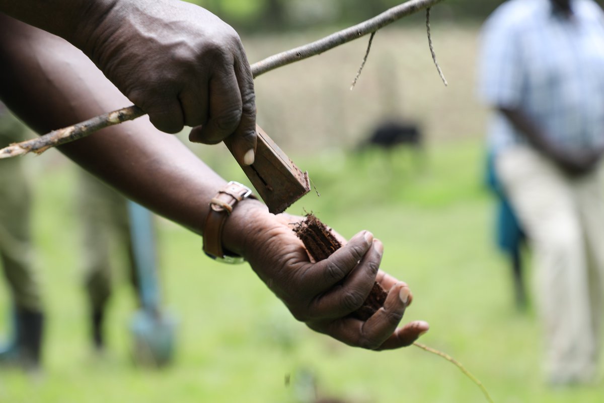 MConservancies's tweet photo. We are utilizing these celebrations to learn best practices for tree planting to conserve the water from organizations in the South West Mau Complex. #MaraDay https://t.co/ZSG3RsINMU