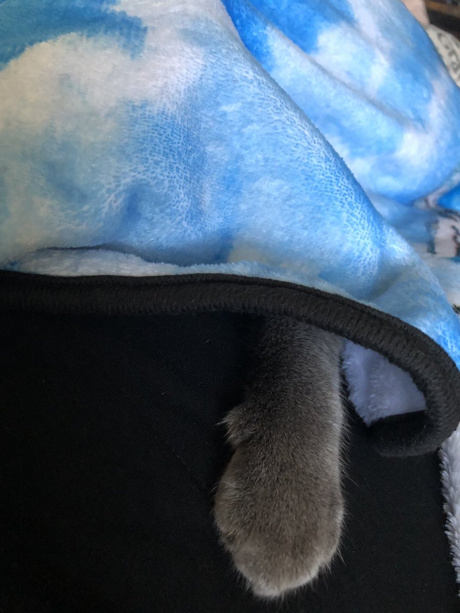 A_affirmations's tweet photo. Under cover power paw for you today Incase you needs it.
#CatsOfTwitter #powerpaw https://t.co/V1rNNAYIgS