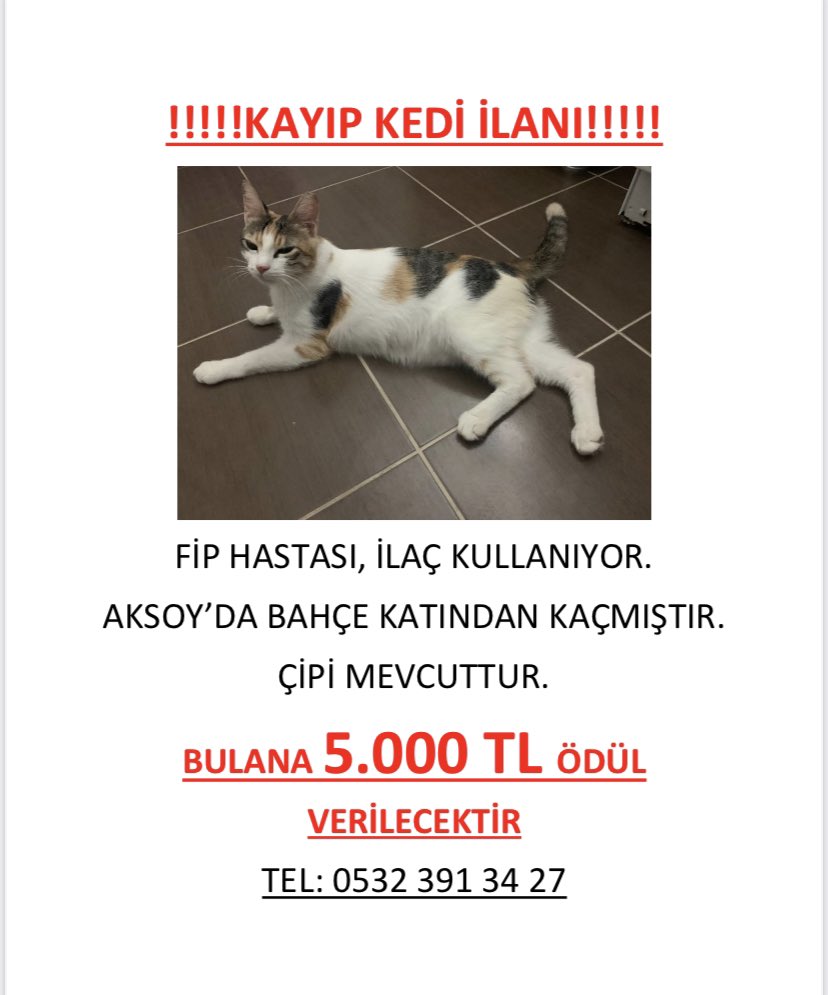 İzmir/ Karşıyakadaki kayıp kedimiz için ödül konulmuştur. Lütfen İzmirde bulunan beslemeci arkadaşları etiketler misiniz?