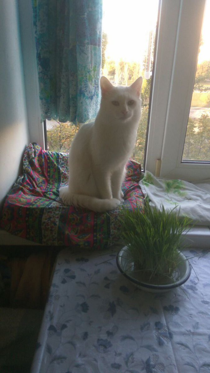 jeonjels's tweet photo. ПОШИРЬТЕ‼️‼️

заберіть будь ласка котика, 2 роки, дуже ласкавий, хороший і грайливий, господарка відмовилась від нього по особистим причинам((

КИЇВ або київська область типу бориспіль/біла церква

звертатись за номером телефону: +380993404334 https://t.co/B5cPOjPzQh