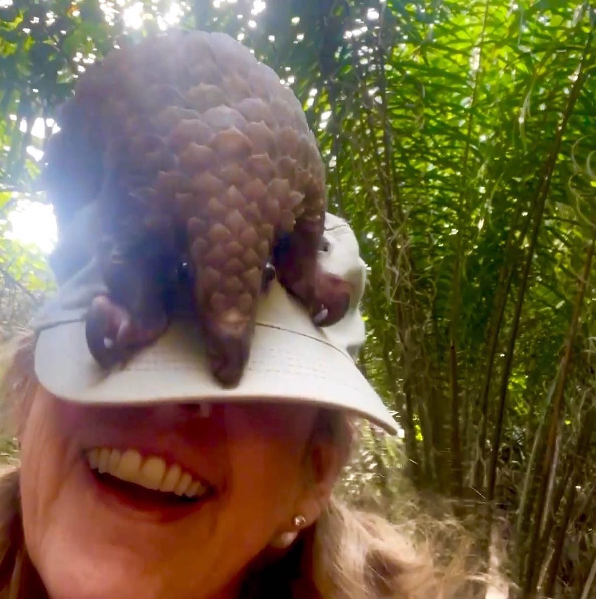 pangolinsint's tweet photo. We launch our @niftypangolins fundraiser 09/22 Founder conservationist Maria Diekmann:

Maria is one of a handful of pangolin experts worldwide who have successfully raised pangolins from pups. She is dedicated to these wonderful and ancient creatures. https://t.co/gTV3Ic5o0L