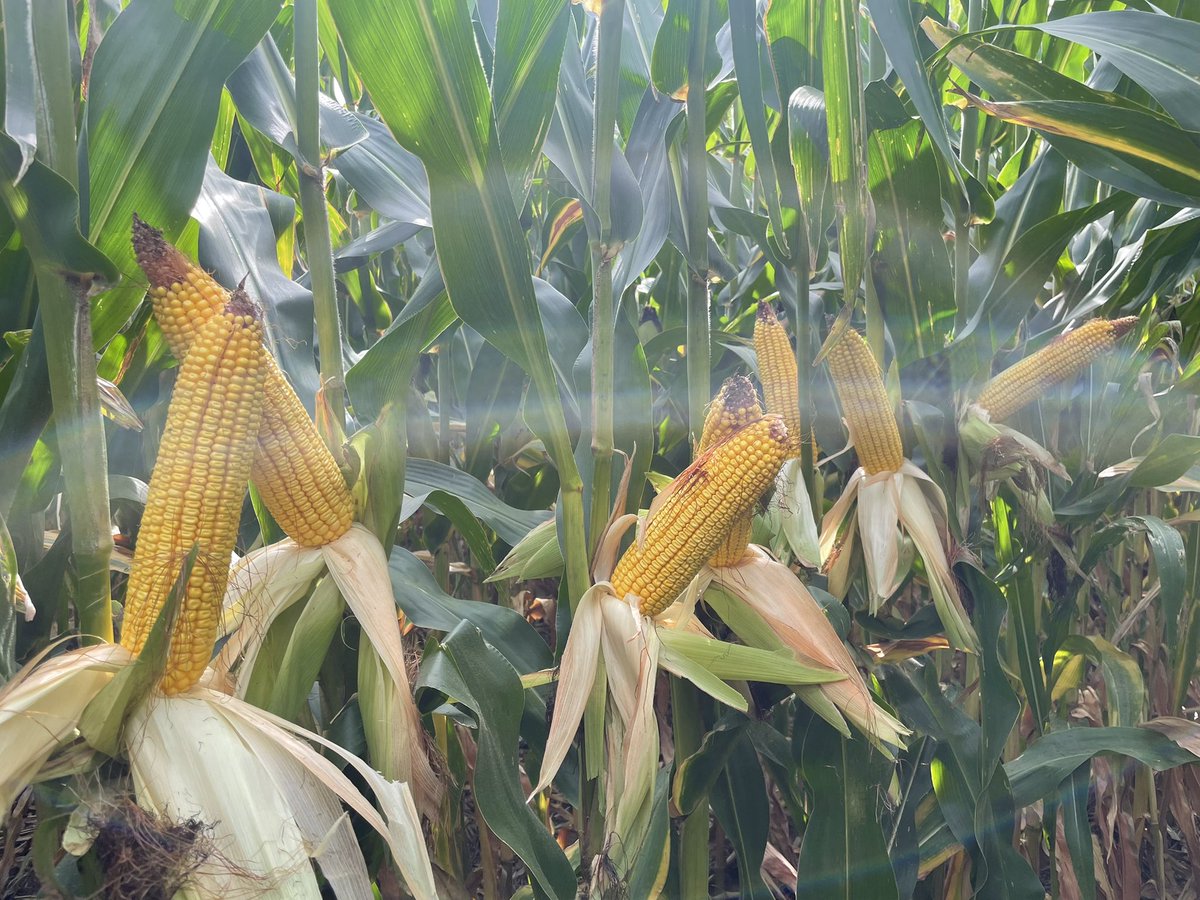 Casey C. tweet media