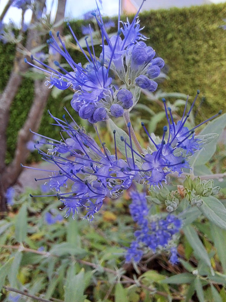 auntlissi's tweet photo. Augenblicke 2022
Nr. 257
#Augenblicke #Garten #Bartblume https://t.co/0VsOpgNsV1