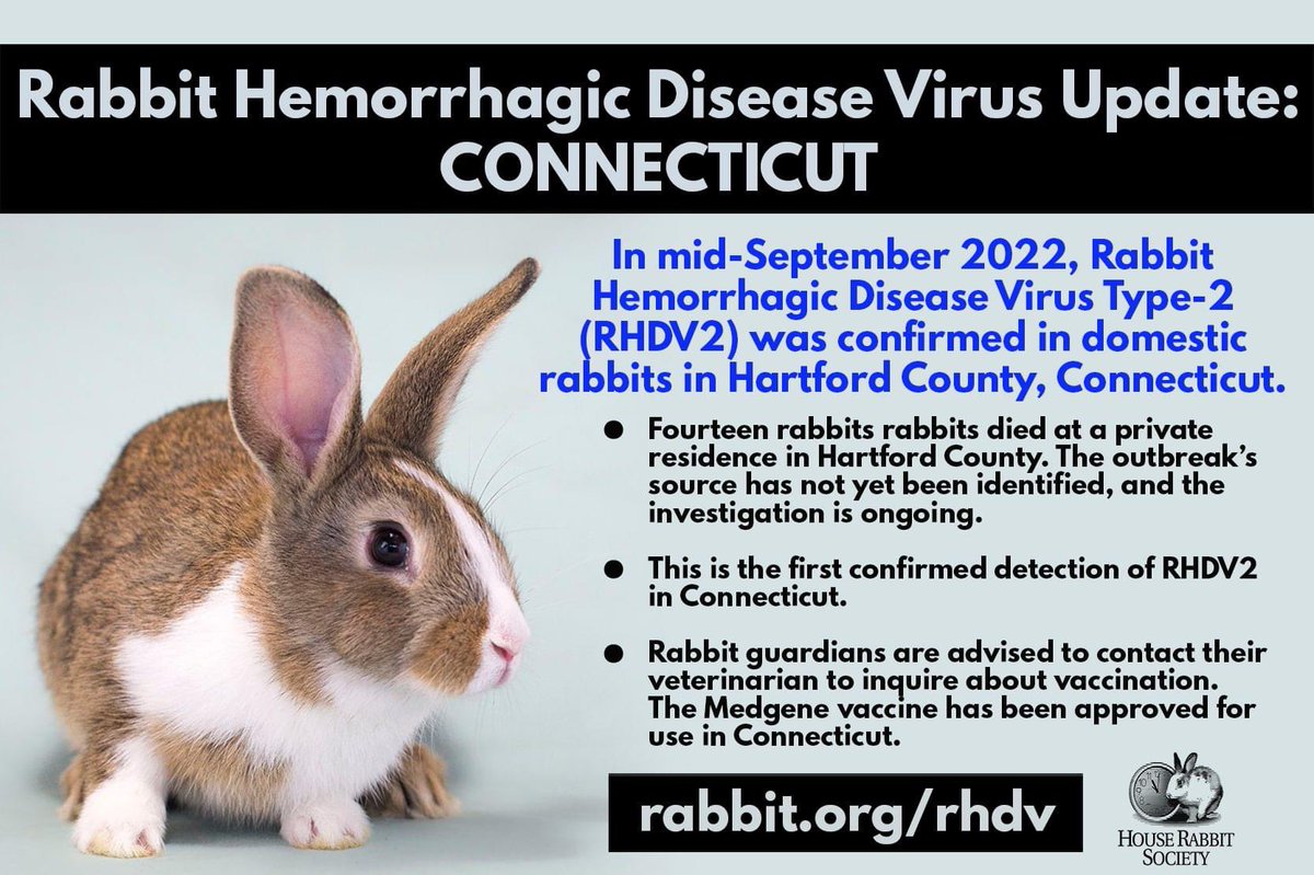 Visit House Rabbit Society’s RHDV2 resource center at rabbit.org/rhdv to learn more about RHDV2. 👈 

The most important thing you can do to protect your rabbit is to get them vaccinated. 💉 Currently 45 states plus Washington, D.C., have approved use of the vaccine.
