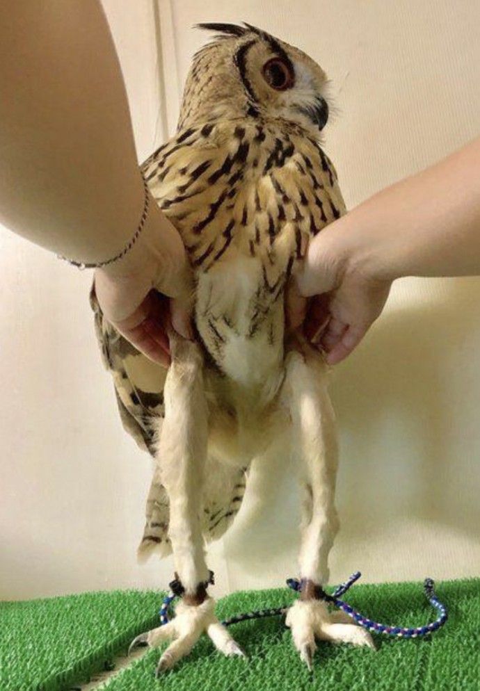 hard to trust owls knowing just how much leg they've got hiding under their wings