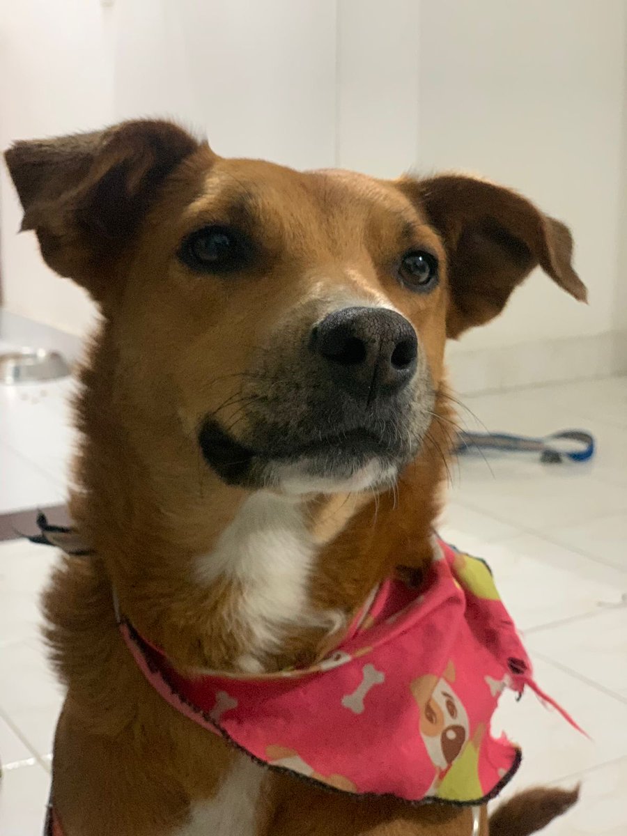 alejandrapsg's tweet photo. ¡#AdoptaACane! Ayúdenme a buscarle hogar a esta muñeca hermosa. Es pilísima,  activa, cariñosa, avisa para salir a hacer popó y chichí, da la mano, suelta las cosas, no come en la calle y te mira justo así. Es una criolla preciosa. Compartan por fa RT. Su media 🍊 la espera. https://t.co/7CsekBuvxd