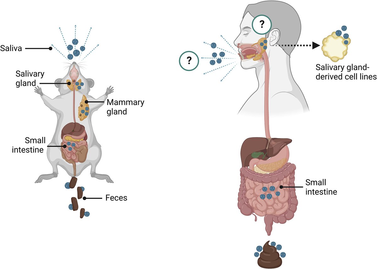 cellhostmicrobe's tweet photo. Enteric viruses: A new route of infection via kissing? Mirabelli &amp; @CWobus highlight recent @Nature work showing enteric #viruses can replicate in  salivary glands of infected hosts &amp; are shed in saliva, proposing an oral-oral transmission route https://t.co/X90H5sPEb6 https://t.co/duWYTwRttf
