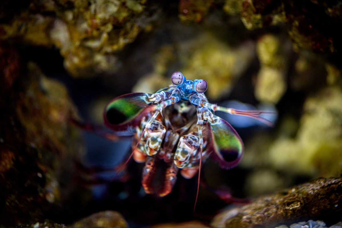 🦐 Sailor Shrimpp on Twitter: "RT @MontereyAq: You lookin’ at me