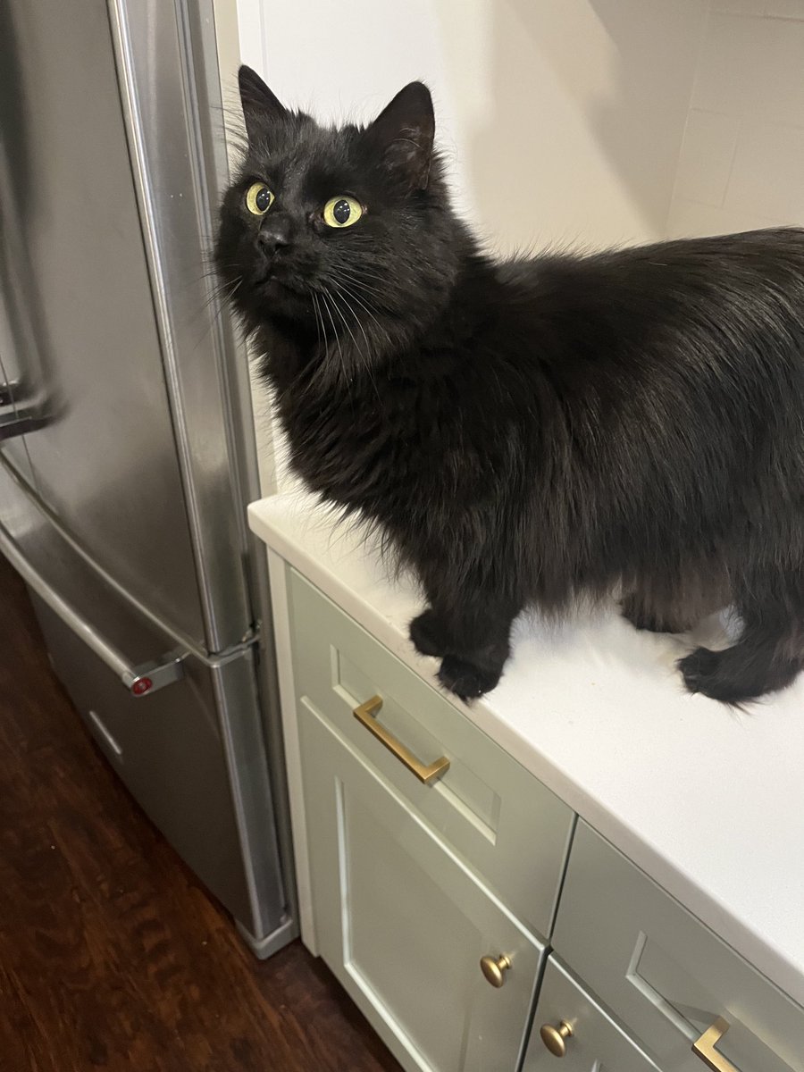 she’s lookin at the grease fire i started on the stove