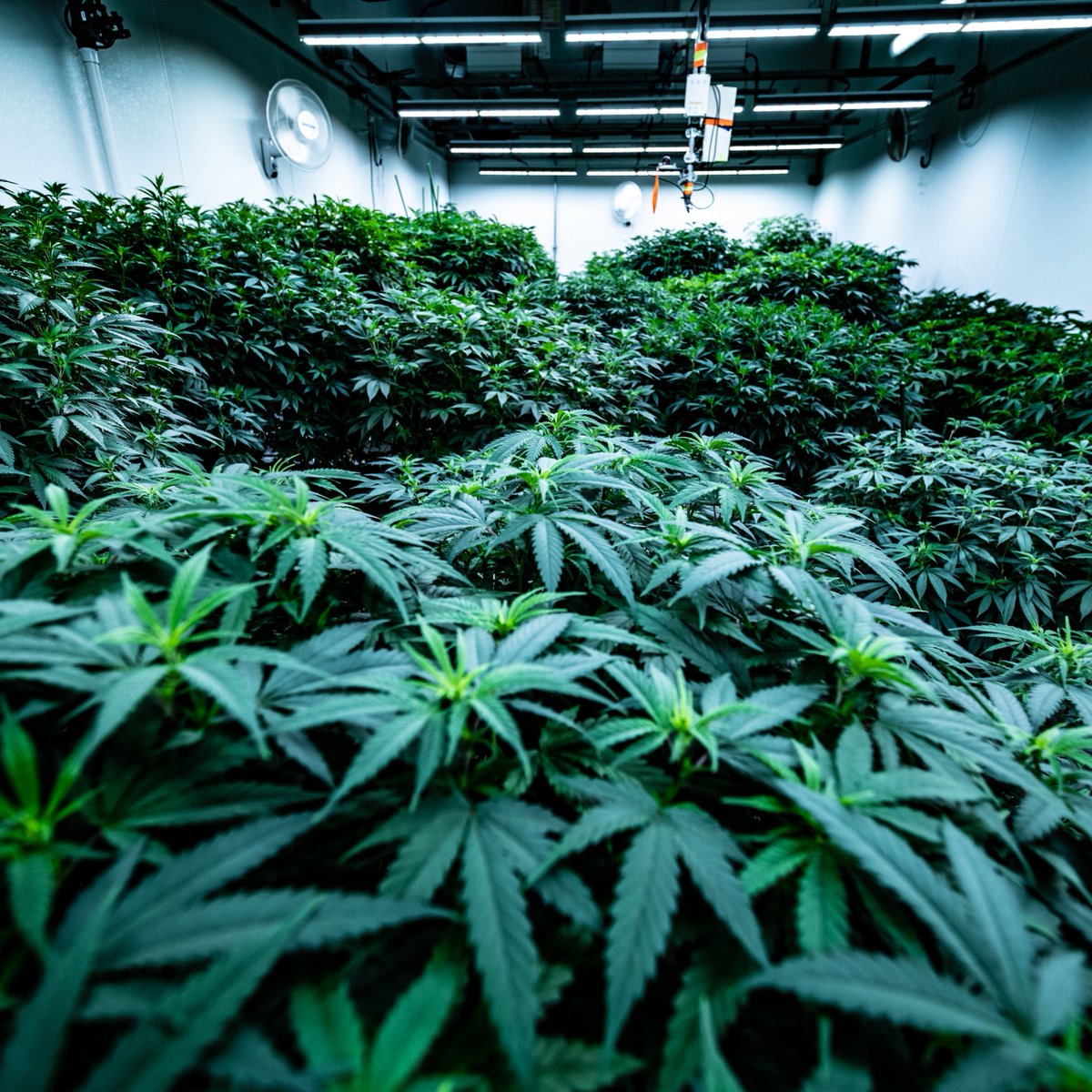 _truenorthutah's tweet photo. Deep sea of green 😍 

Check out our new website from the link in our bio. 
#truenorthorganics #truenorth #theflowershop #theflowershoput #lifeelevated #northernutah #utahgrown #wellness #lifestyle https://t.co/nQhJJKvx1c