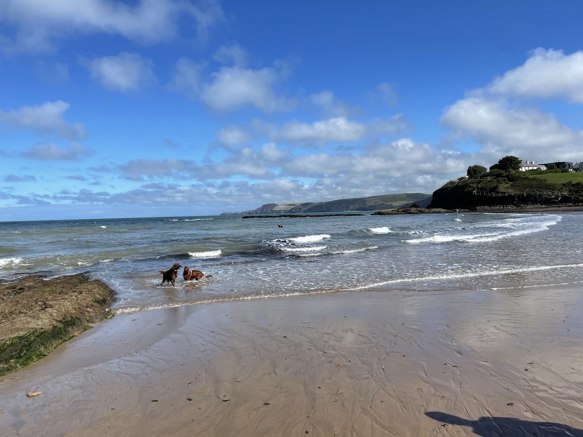 Action_Mats's tweet photo. The Action Muts loving a Pembrokeshire beach! #dogsoftwitter #edudogs https://t.co/rt2CJ3umWy