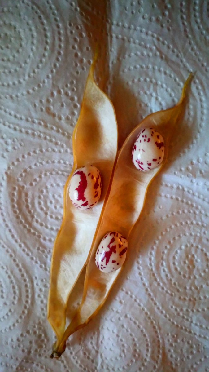 ManicBeata's tweet photo. My first ever cranberry beans. One of the seeds has amazing spots. #BeanUpdate 🌱 https://t.co/bZjOQ4RPlA