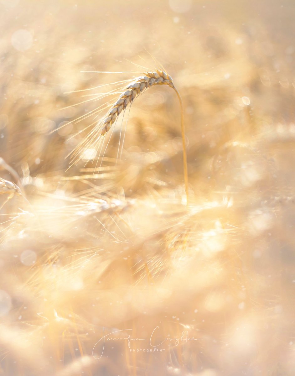 as we lie in fields of gold 🌾✨

<a href="/MacroHour/">#MacroHour 🌿</a> <a href="/ThePhotoHour/">#ThePhotoHour</a> #nature #NaturePhotography #closeup