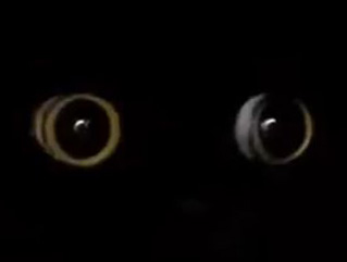 🍁 Stoneface Jan is the Kumkwat Haagendasz. tweet media