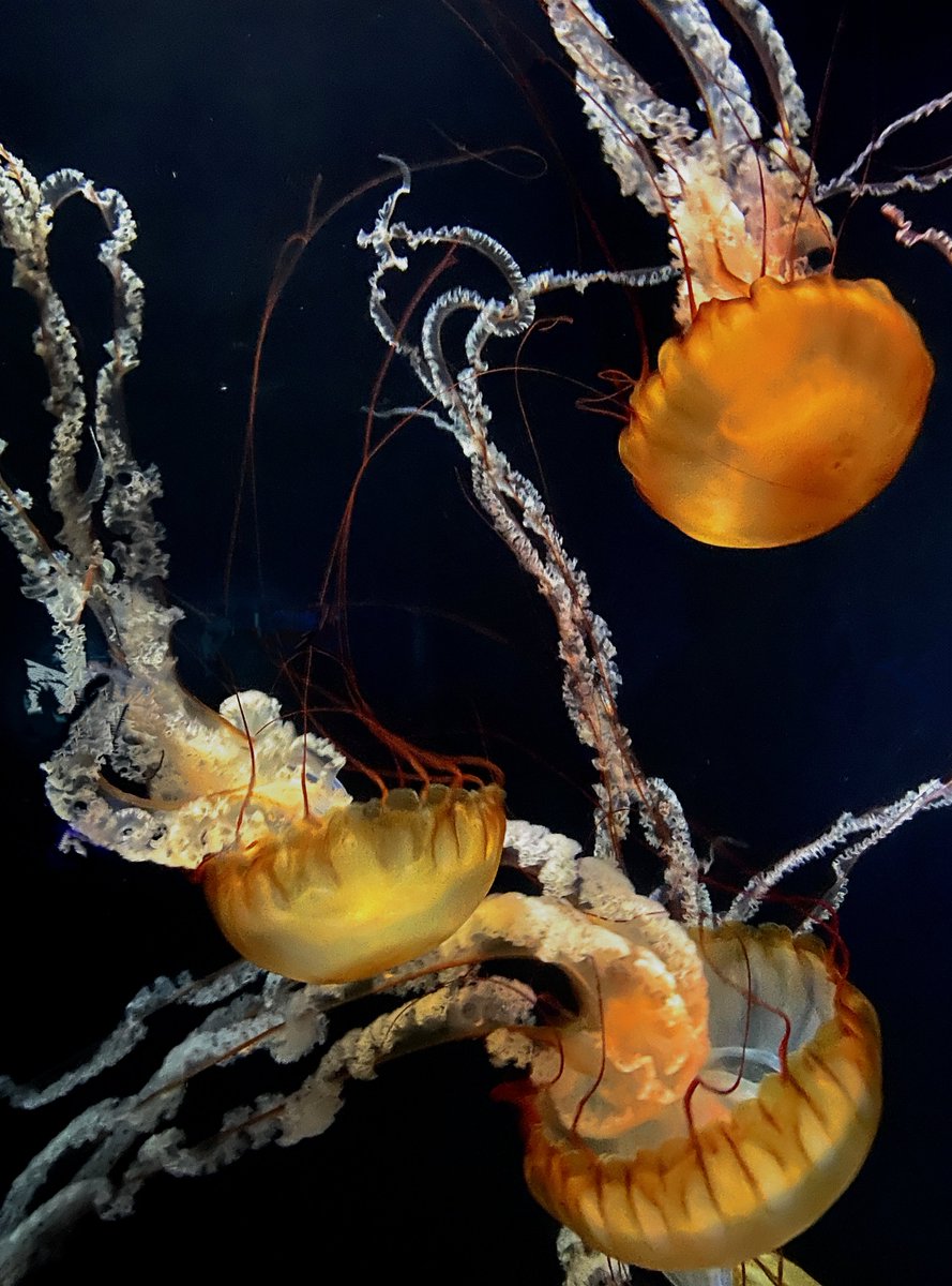 o_studios33's tweet photo. Floating / Creatures Great and Small
new photography
#jellyfish #NaturePhotography #beautifulworld #photographer https://t.co/YX8ShQG3Xw