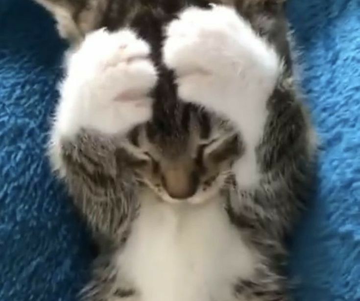 ´ (@catssoob) on Twitter photo 