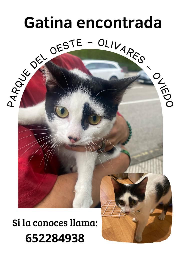 A ver si twitter Oviedo me puede echar una mano con esto para que llegue a un buen puñao de gente por si encontramos a sus dueños :)