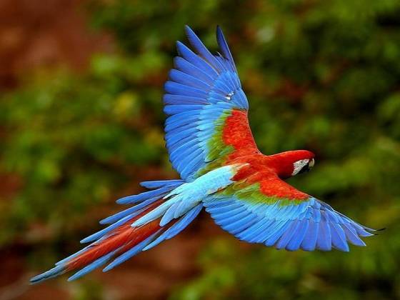 caos_augusto's tweet photo. Nessa floresta, considerada a maior floresta tropical do mundo, encontramos muitas espécies diferentes e que, muitas vezes, são exclusivas dela. Além disso, não podemos esquecer-nos de que a diversidade biológica local pode ainda ser muito maior https://t.co/TijXR9QrAt