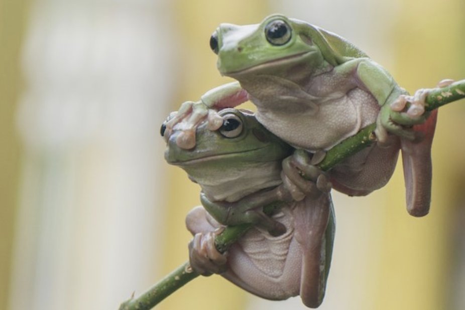 WritersReadOrg's tweet photo. As a teen, Julie Trelstad collected frogs, not princes. Hear her explain on “Back to High School,” now or anytime!
https://t.co/2pUZs4gEsI
@annabelmonaghan @artbellauthor @thebookpublishingtoolbox @sarahbracey.white #literaryarts #performingarts #read650 https://t.co/nAQaNdgDrM