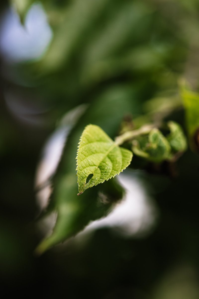 chriscaptures_'s tweet photo. The little things…
#NaturePhotography #macro #captureit #chriscapturesit #lensculture https://t.co/rLAzLwH4Ou