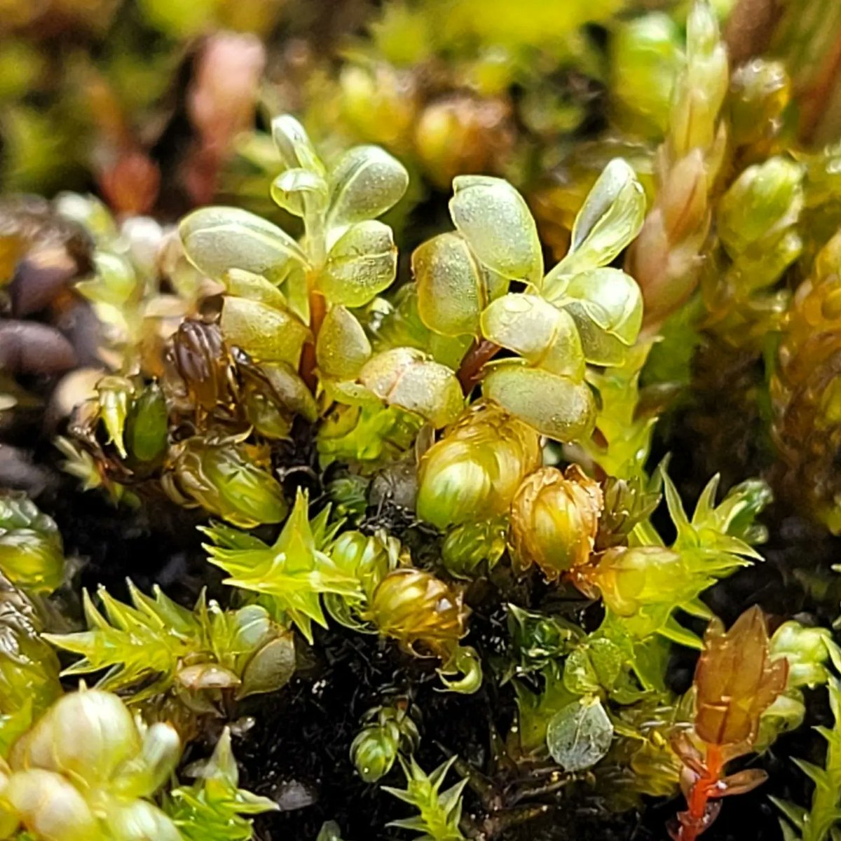 bryophyto's tweet photo. Cinclidium latifolium
Mniaceae
Bryophyta
Sooo distinct because of its leaves that curl backwards away from the stem. Found in saturated lakeside communities.
Cambridge Bay, Iqaluktuuttiaq, ᐃᖃᓗᒃᑑᑦᑎᐊᖅ
Nunavut, Canada https://t.co/FXwzeptSyu