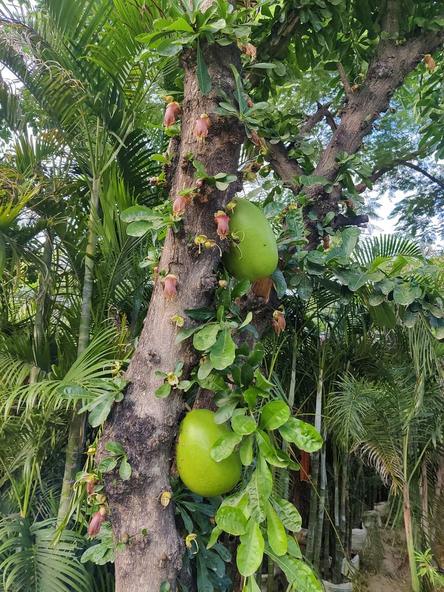 MatangaSunil's tweet photo. मंडल के पापा
कमंडल का पेड़
#Crescentia_cujete, 
#Calabash_tree https://t.co/hXI07Lo0UH