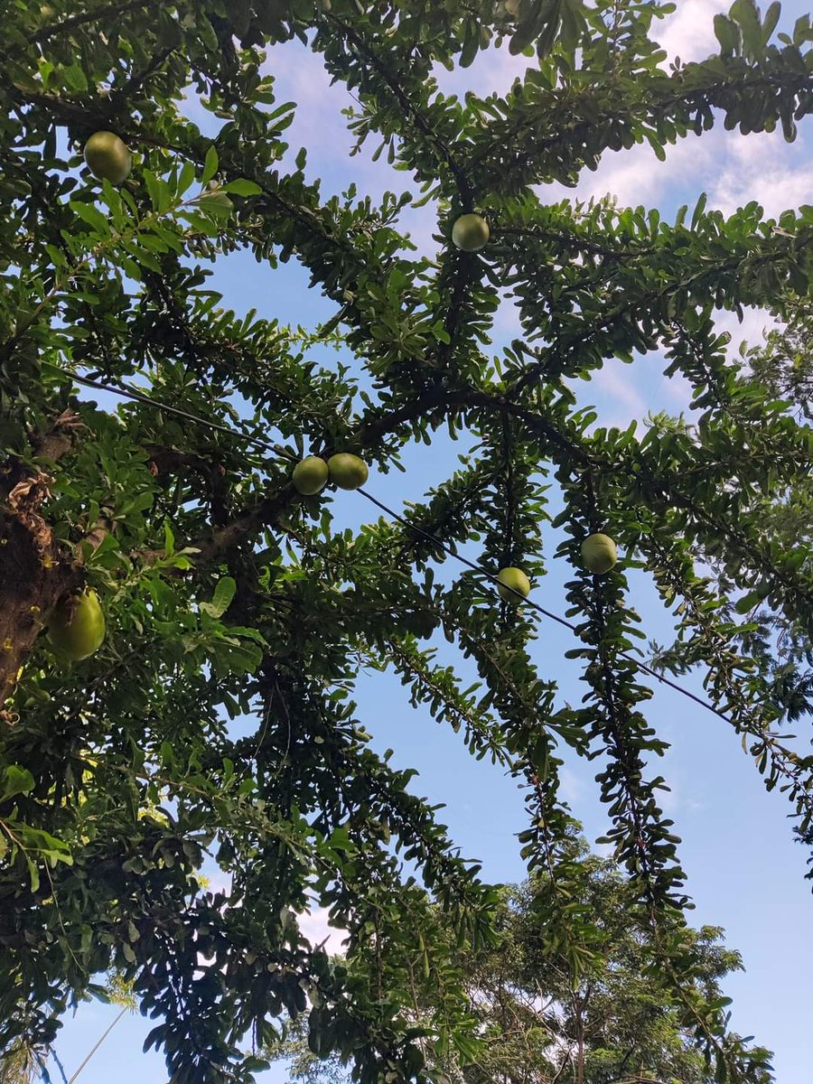 MatangaSunil's tweet photo. मंडल के पापा
कमंडल का पेड़
#Crescentia_cujete, 
#Calabash_tree https://t.co/hXI07Lo0UH