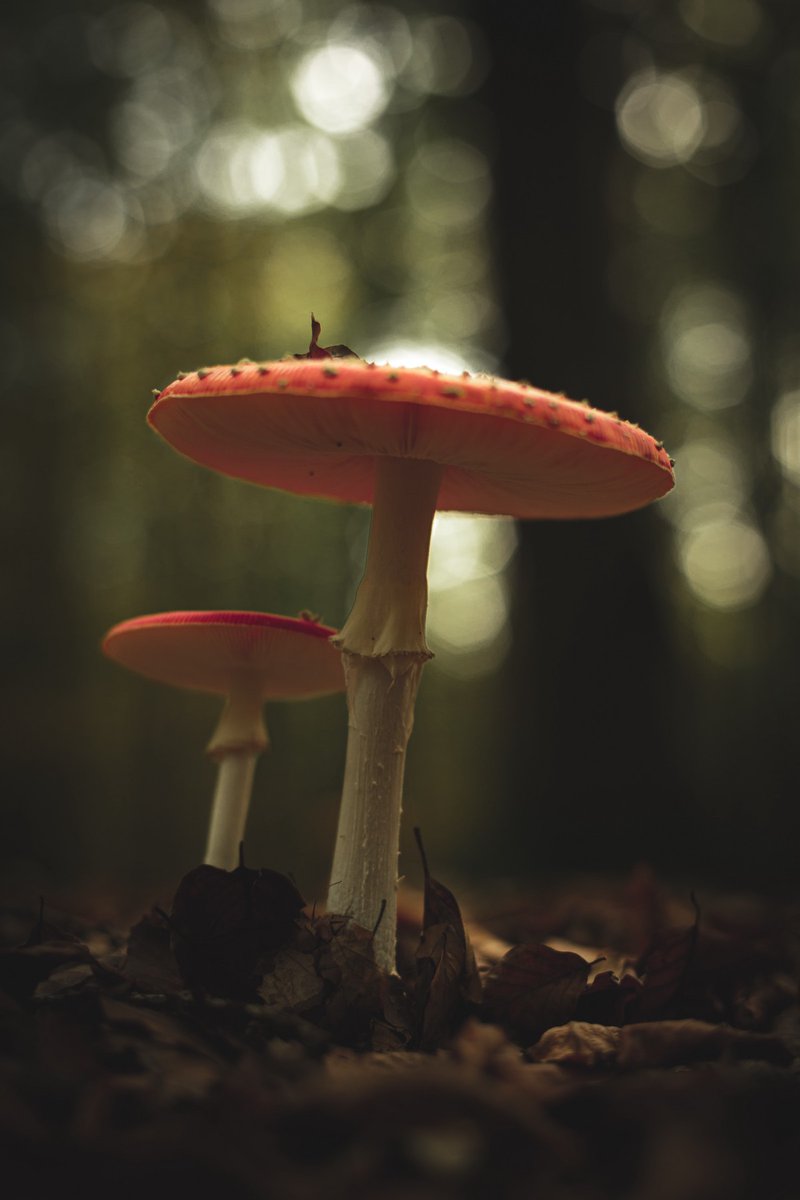 DrMattCrowson's tweet image. RT Feature Importance to Predict Mushrooms’ Edibility in Python dlvr.it/SYKgY4 #programming #classificationmodels #machinelearning #datascience