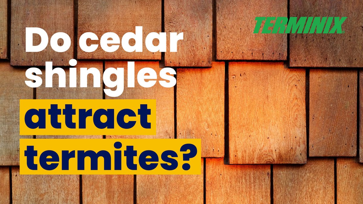Cedar shingles can bring a nice rustic charm to your home. But could this unique feature also attract termites? Read on to learn more about termites and cedar: terminix.com/termites/do-te…