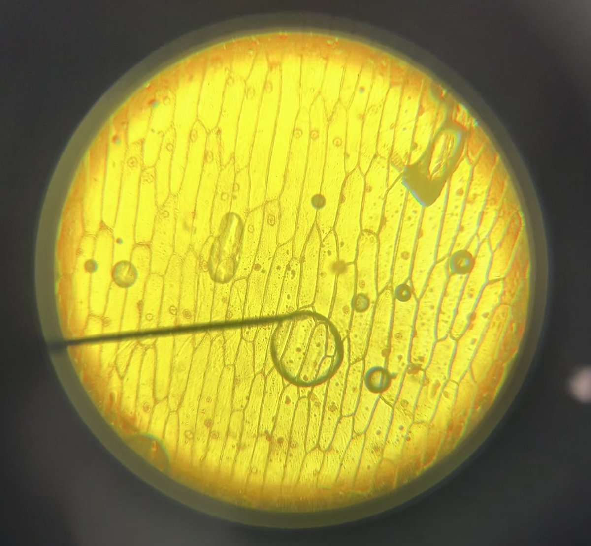 10a3 produced some fantastic onion cell slides today! 🔬🧅🧑‍🔬👨‍🔬(and the photos they took were better than mine) <a href="/SVS_Science/">SVS Science</a>