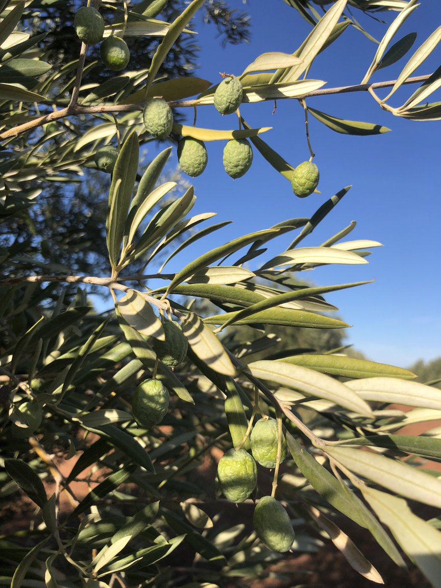 Panorama desolador en el olivar de secano . #olivar #aove #Sequia .