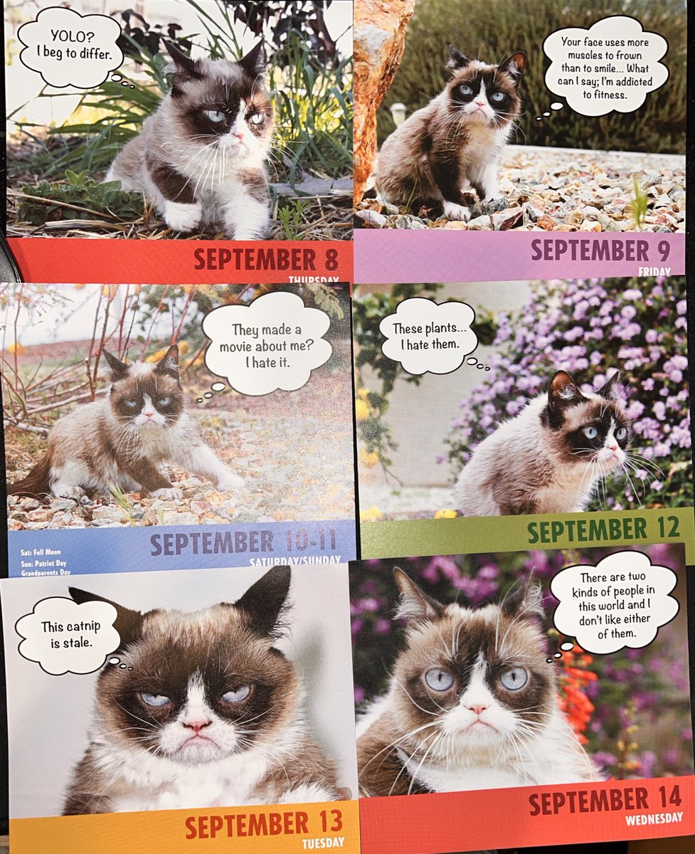 ToreeMcGee's tweet photo. I’m trying to catch up!! #dailygrumps #grumpycat #goodlord https://t.co/cDOWeHPu7a