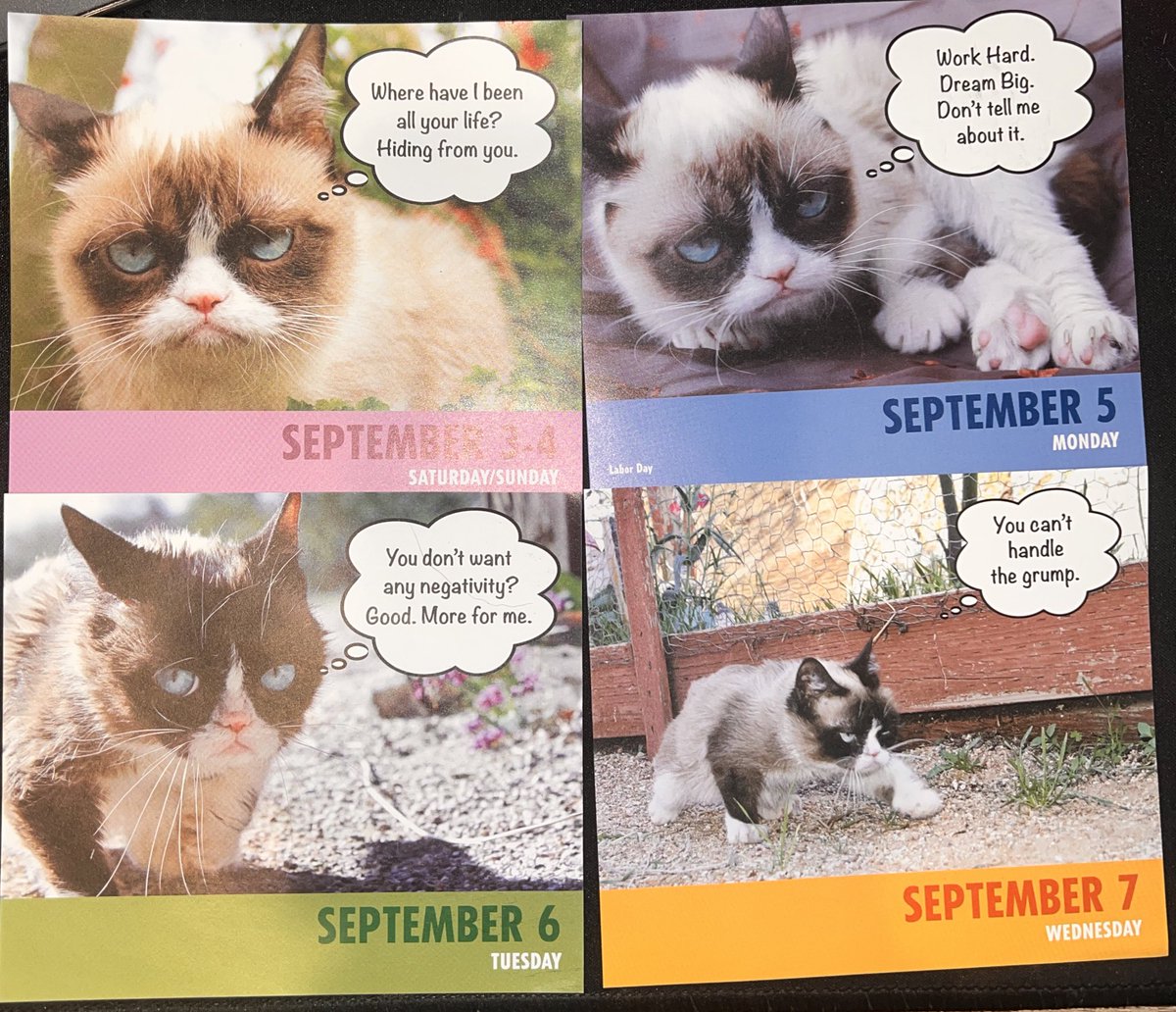 ToreeMcGee's tweet photo. I’m trying to catch up!! #dailygrumps #grumpycat #goodlord https://t.co/cDOWeHPu7a