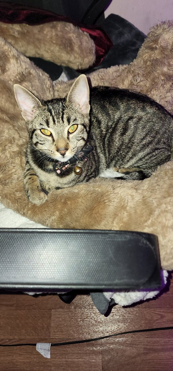 Ketoacidosis's tweet photo. Cats https://t.co/FvmLYp8VvW