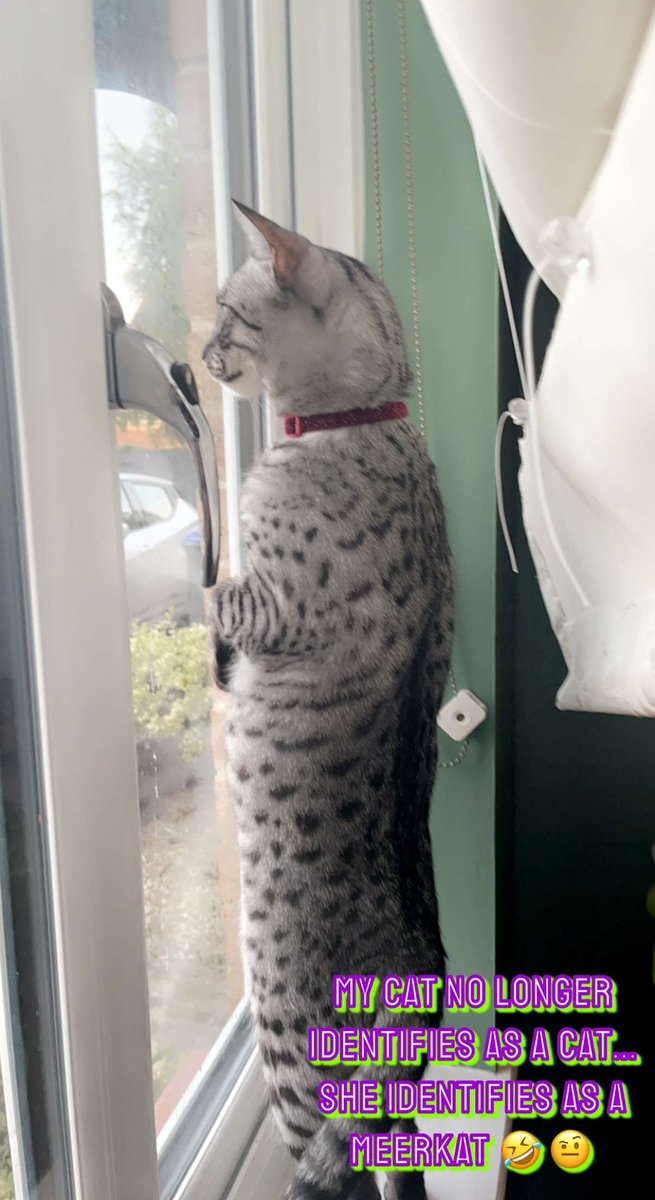 LeiazoeTTV's tweet photo. Bloody cat 🤦🏼♀️ she does make me smile 🥺 #catmother #CatsOnTwitter https://t.co/gWSFRtJyEw