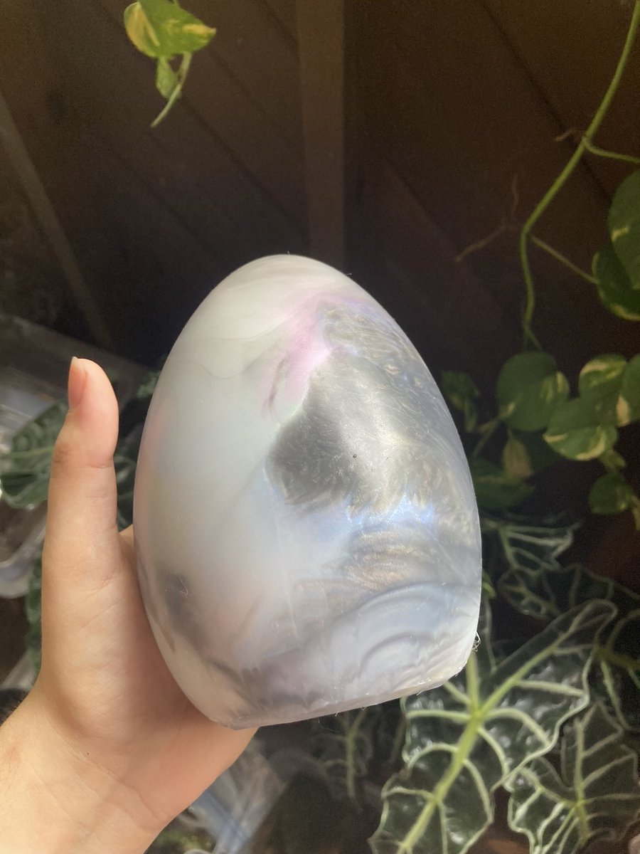 WellBredKitsune's tweet photo. Selling my @akrowsnest Xtra Egg! Bought for $130 plus shipping, I’m reselling for $100 plus shipping. Located in the US.

This toy has a lot of pretty colors in it, it’s their “oil slick” coloration I believe? So it’s pretty hard to capture it in a still photo! 😅 https://t.co/boh2j2IUUP