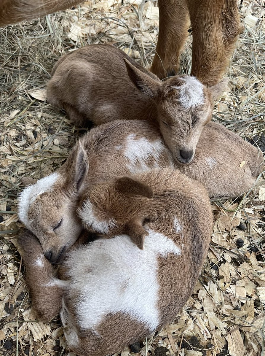 dontpetthiskat's tweet photo. I am very, very slowly, but surely,  following everyone back while I’m in my following restriction days! In the meantime thank you so much for your patience &amp; please enjoy a pic of the 3 brand new baby goats that were born to us last night! 🥰 https://t.co/Fsrap2th9d