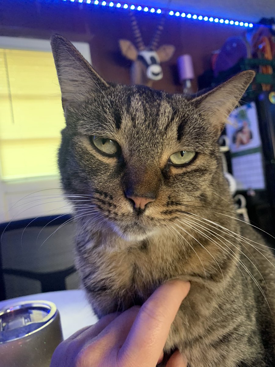 Mcgeeauction's tweet photo. #wiskerwednesday love my JB. 🐱❤️ #CatsOfTwitter https://t.co/rfW2FMIYzW