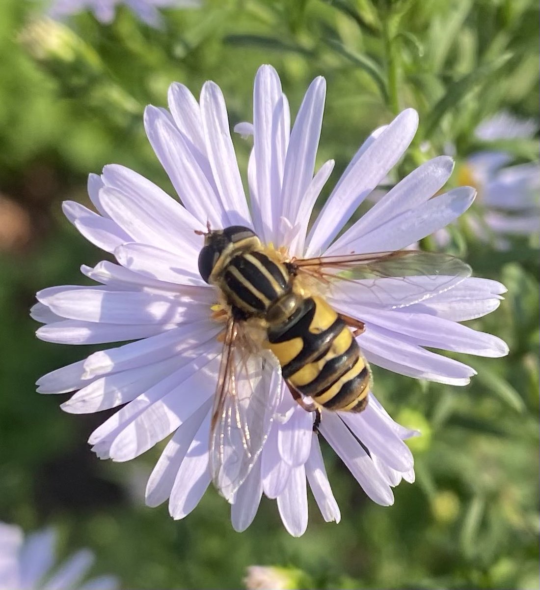 HigginsEats's tweet image. Trying to ID this pollinator visiting a crooked stem aster in my backyard. #wibugs