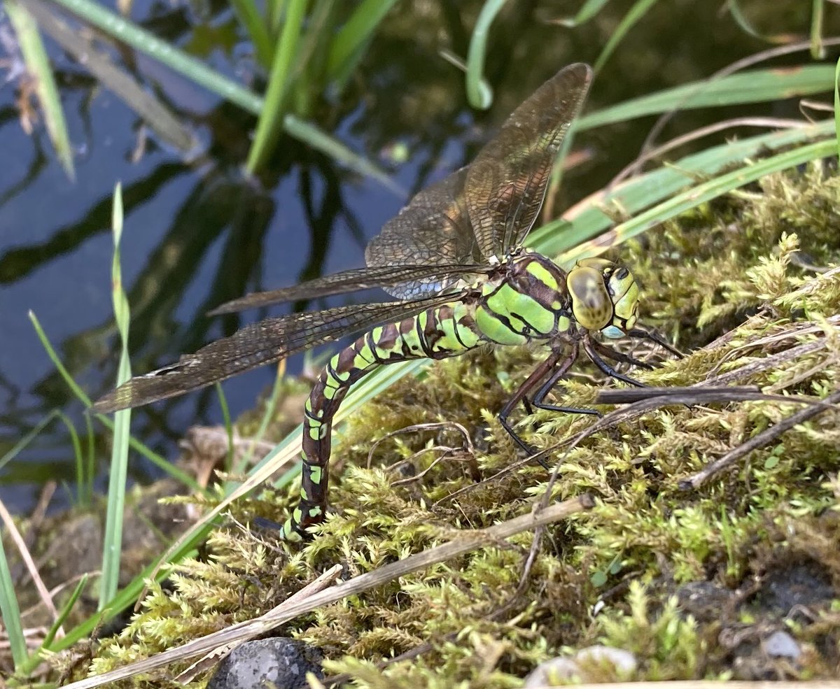 JulianWardlaw's tweet photo. Sunshine in #PiddleValley brought out some treats today. Painted Lady, Clouded Yellows, Common Blues, and a great view of what is believed to be female #Goldenringed #dragonfly laying eggs on bank of #RiverPiddle. @BDSdragonflies @savebutterflies @BC_Dorset @DorsetWildlife https://t.co/sX2OIGj9AN