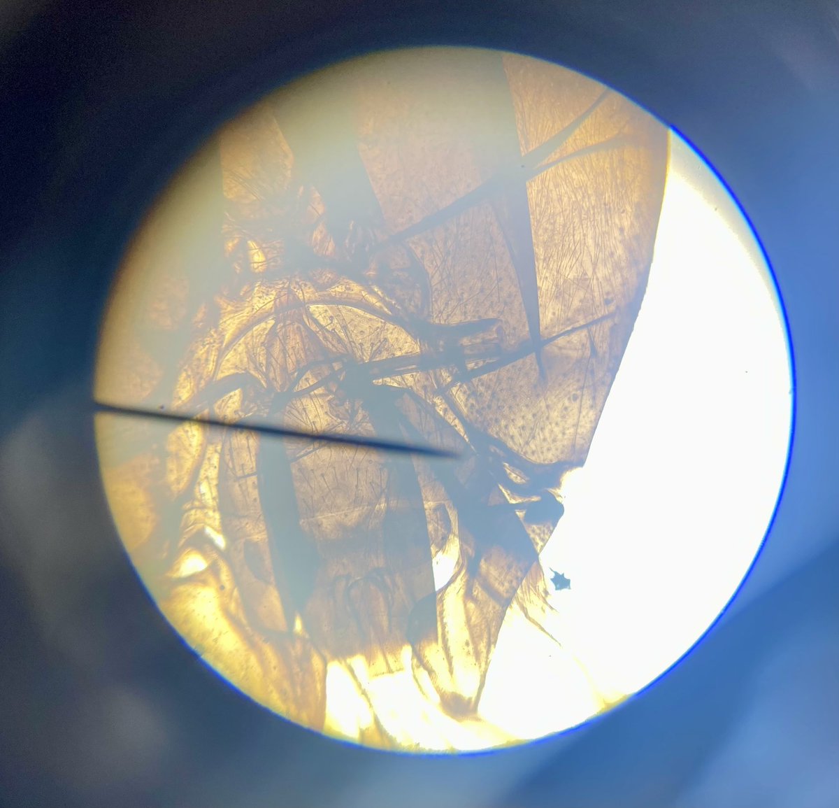 Year 7 <a href="/CastleNewnham/">Castle Newnham</a> are starting the topic by using microscopes and looking at different types of cells 🔬 #biology #ks3science